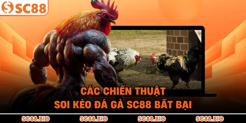 Các chiến thuật soi kèo đá gà SC88 bất bại